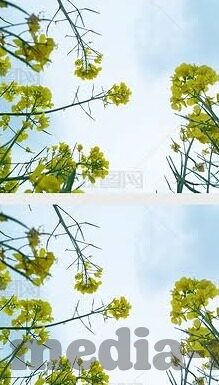 大象传媒最新视频-大象传媒最新视频，探索自然与人类的和谐共存